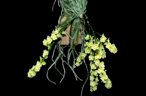 Chiloschista viridiflava Arnie AM/AOS 83 pts.Plant